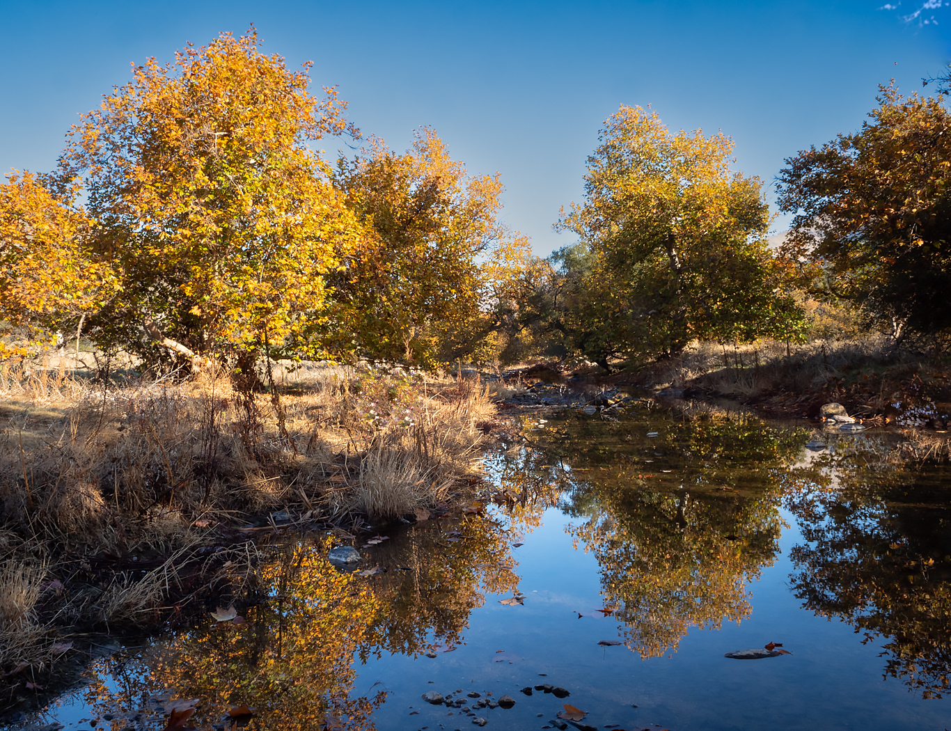 Trees along river bank reflecting in the water with blue sky above
