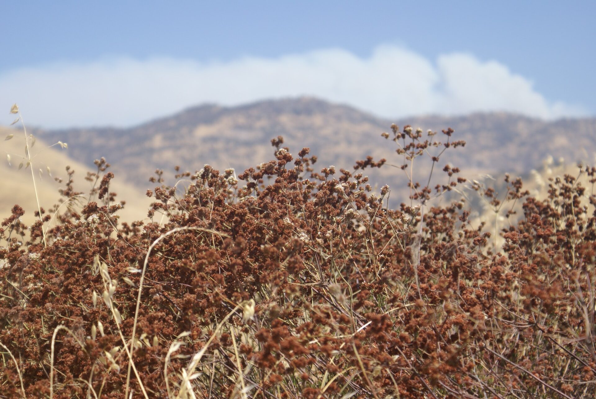 brown buckwheat grass with rolling brown hills in background