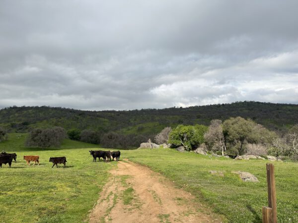 a grassy field with a dirt road, trees and cows as well as rolling green hills in the background